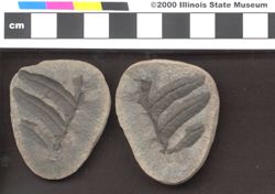 Small image of specimen
