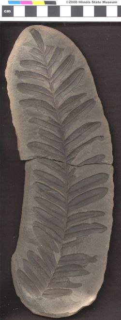 Small image of specimen