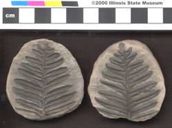 Small image of specimen
