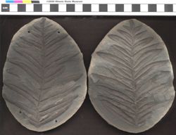 Small image of specimen