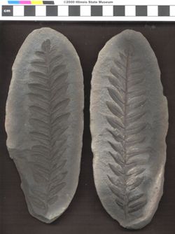 Small image of specimen