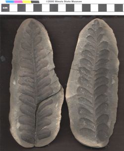 Small image of specimen