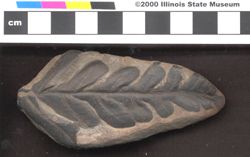 Small image of specimen