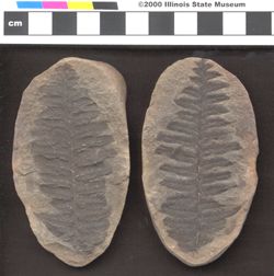 Small image of specimen
