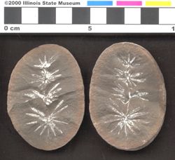 Small image of specimen