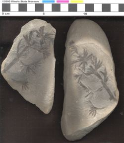 Small image of specimen