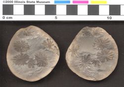 Small image of specimen