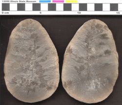 Small image of specimen