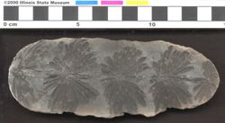 Small image of specimen