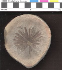 Small image of specimen