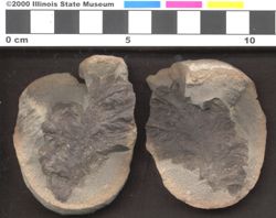 Small image of specimen
