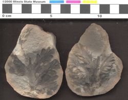 Small image of specimen