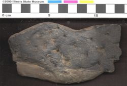Small image of specimen