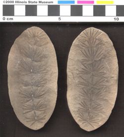 Small image of specimen