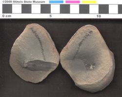 Small image of specimen