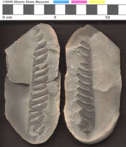 Small image of specimen