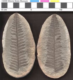 Small image of specimen