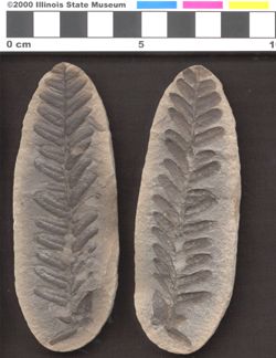 Small image of specimen