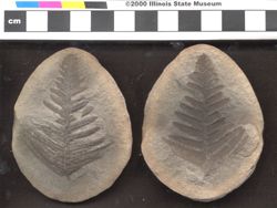 Small image of specimen