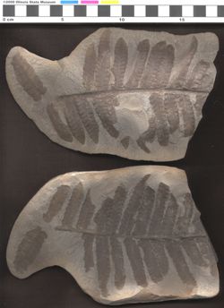Small image of specimen