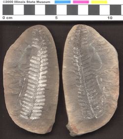 Small image of specimen