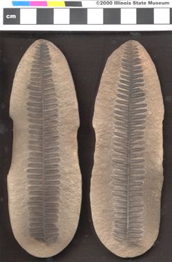 Small image of specimen