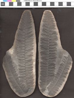 Small image of specimen