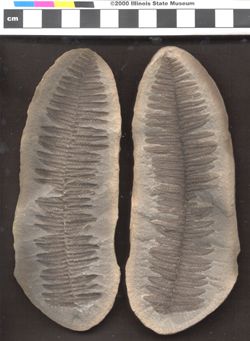 Small image of specimen