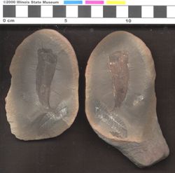 Small image of specimen