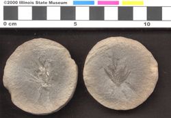 Small image of specimen