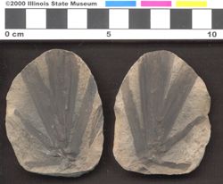 Small image of specimen