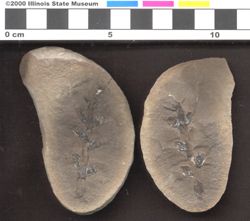 Small image of specimen