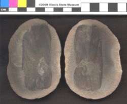 Small image of specimen