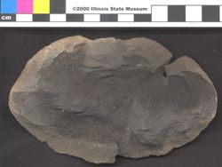 Small image of specimen