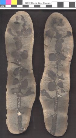 Small image of specimen