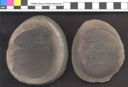 Small image of specimen