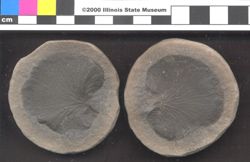 Small image of specimen