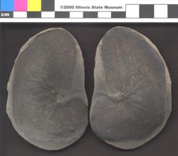 Small image of specimen