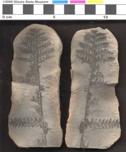 Small image of specimen