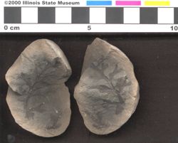 Small image of specimen