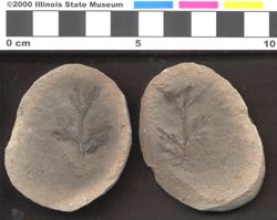 Small image of specimen