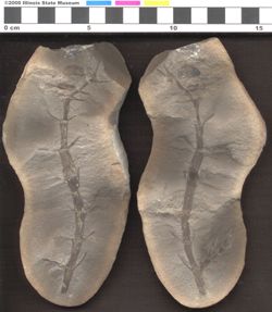 Small image of specimen