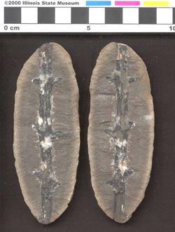 Small image of specimen