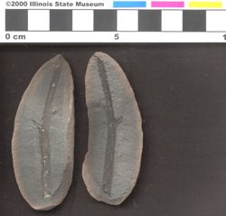 Small image of specimen
