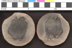 Small image of specimen