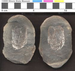 Small image of specimen