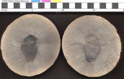 Small image of specimen