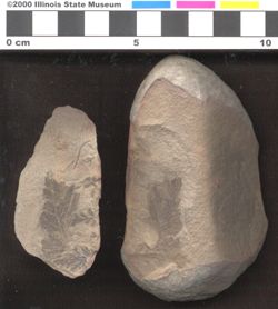 Small image of specimen