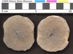 Small image of specimen