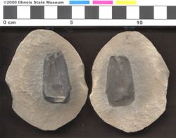 Small image of specimen